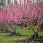 arbre-judas-fleurs-roses-paysage