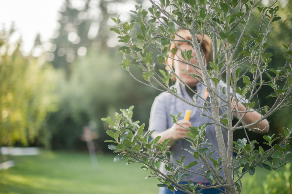 jardin-seren-personne-taillant-arbre